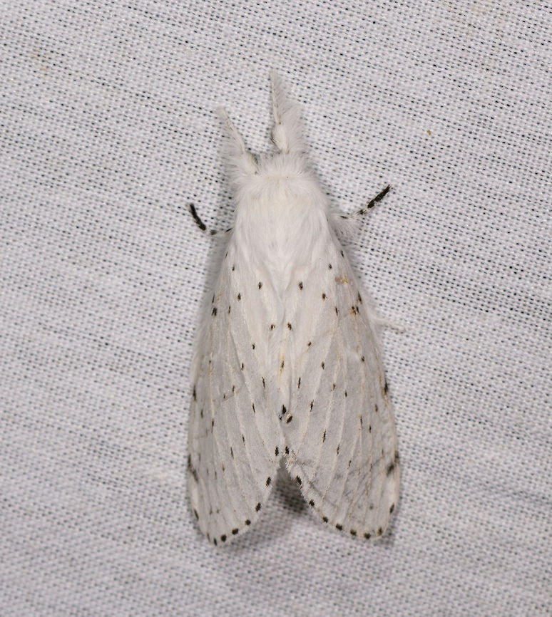 Dot-lined White Moth, La Isla Escondida, Colombia  Artace cribrarius,Colombia,Colombia 2018,Colombia South,Fall,Geotagged,La Isla Escondida,Putumayo,South America,World