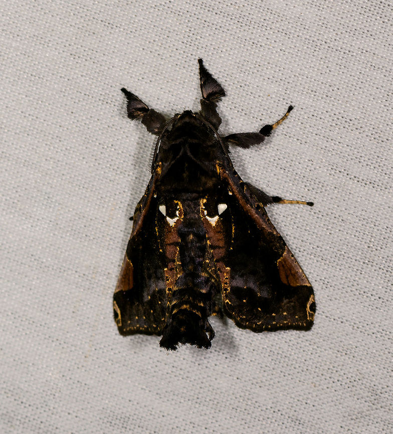 Langsdorfia lunifera, La Isla Escondida, Colombia <figure class="photo"><a href="https://www.jungledragon.com/image/73509/langsdorfia_lunifera_la_isla_escondida_colombia.html" title="Langsdorfia lunifera, La Isla Escondida, Colombia"><img src="https://s3.amazonaws.com/media.jungledragon.com/images/2/73509_thumb.jpg?AWSAccessKeyId=05GMT0V3GWVNE7GGM1R2&Expires=1759968010&Signature=bc76LA2pT3MJRaxcNAoT0aejPYc%3D" width="106" height="152" alt="Langsdorfia lunifera, La Isla Escondida, Colombia https://www.jungledragon.com/image/73508/moth_117_la_isla_escondida_colombia.html Colombia,Colombia 2018,Colombia South,Fall,Geotagged,La Isla Escondida,Langsdorfia lunifera,Putumayo,South America,World" /></a></figure> Colombia,Colombia 2018,Colombia South,Fall,Geotagged,La Isla Escondida,Langsdorfia lunifera,Putumayo,South America,World
