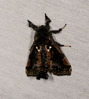 Langsdorfia lunifera, La Isla Escondida, Colombia https://www.jungledragon.com/image/73509/moth_118_la_isla_escondida_colombia.html Colombia,Colombia 2018,Colombia South,Fall,Geotagged,La Isla Escondida,Langsdorfia lunifera,Putumayo,South America,World