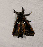 Langsdorfia lunifera, La Isla Escondida, Colombia https://www.jungledragon.com/image/73509/moth_118_la_isla_escondida_colombia.html Colombia,Colombia 2018,Colombia South,Fall,Geotagged,La Isla Escondida,Langsdorfia lunifera,Putumayo,South America,World