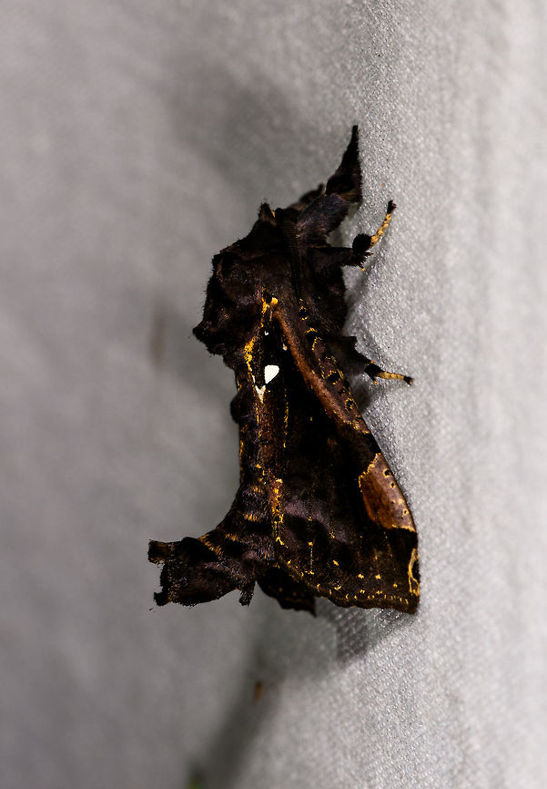 Langsdorfia lunifera, La Isla Escondida, Colombia <figure class="photo"><a href="https://www.jungledragon.com/image/73508/langsdorfia_lunifera_la_isla_escondida_colombia.html" title="Langsdorfia lunifera, La Isla Escondida, Colombia"><img src="https://s3.amazonaws.com/media.jungledragon.com/images/2/73508_thumb.jpg?AWSAccessKeyId=05GMT0V3GWVNE7GGM1R2&Expires=1759968010&Signature=P%2Bi8u2COQFQ0fVsCpumMseklZ%2F4%3D" width="138" height="152" alt="Langsdorfia lunifera, La Isla Escondida, Colombia https://www.jungledragon.com/image/73509/moth_118_la_isla_escondida_colombia.html Colombia,Colombia 2018,Colombia South,Fall,Geotagged,La Isla Escondida,Langsdorfia lunifera,Putumayo,South America,World" /></a></figure> Colombia,Colombia 2018,Colombia South,Fall,Geotagged,La Isla Escondida,Langsdorfia lunifera,Putumayo,South America,World