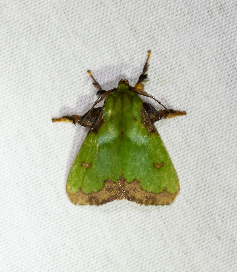 Parasa flora, La Isla Escondida, Colombia fam. Megalopygidae is my first theory for now. Colombia,Colombia 2018,Colombia South,Fall,Geotagged,La Isla Escondida,Parasa flora,Putumayo,South America,World