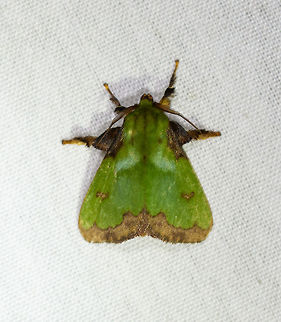 Parasa flora, La Isla Escondida, Colombia fam. Megalopygidae is my first theory for now. Colombia,Colombia 2018,Colombia South,Fall,Geotagged,La Isla Escondida,Parasa flora,Putumayo,South America,World