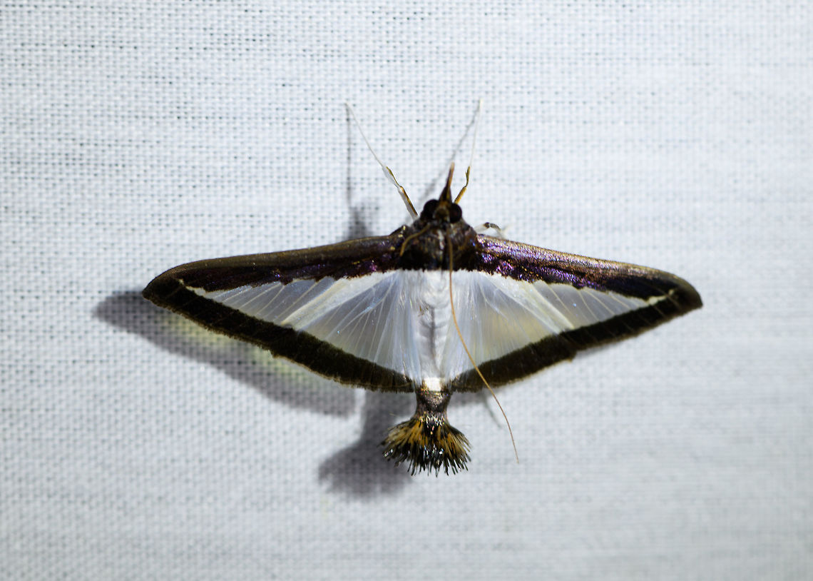 Melonworm Moth, La Isla Escondida, Colombia  Colombia,Colombia 2018,Colombia South,Diaphania hyalinata,Fall,Geotagged,La Isla Escondida,Melonworm Moth,Putumayo,South America,World