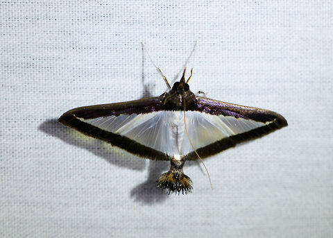 Melonworm Moth, La Isla Escondida, Colombia  Colombia,Colombia 2018,Colombia South,Diaphania hyalinata,Fall,Geotagged,La Isla Escondida,Melonworm Moth,Putumayo,South America,World