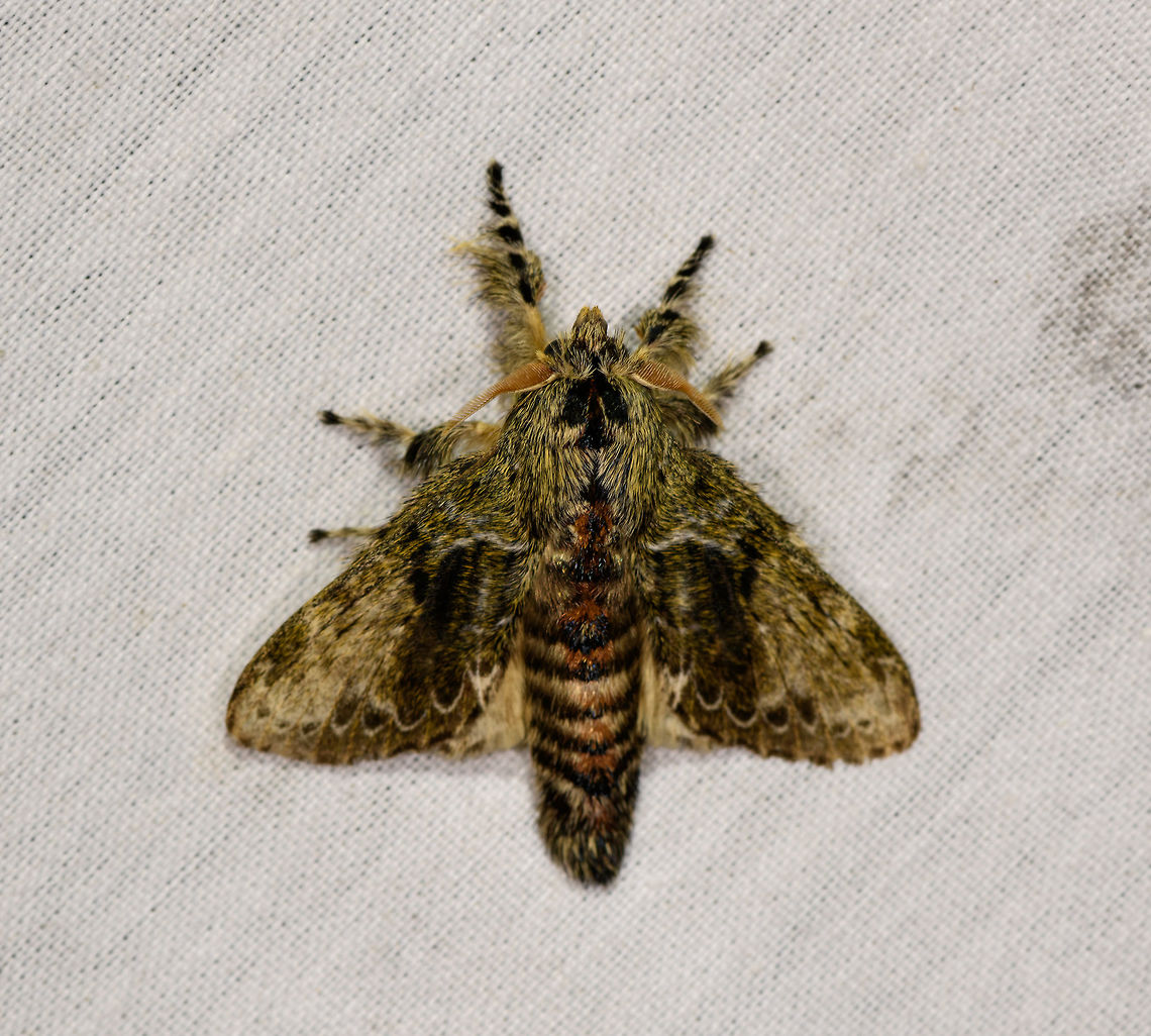 Euglyphis submarginalis, La Isla Escondida, Colombia Somewhat similar to this earlier observation:<br />
<figure class="photo"><a href="https://www.jungledragon.com/image/70480/orgyia_sp._la_isla_escondida_colombia.html" title="Orgyia sp.?, La Isla Escondida, Colombia"><img src="https://s3.amazonaws.com/media.jungledragon.com/images/2/70480_thumb.jpg?AWSAccessKeyId=05GMT0V3GWVNE7GGM1R2&Expires=1759968010&Signature=fSsrsAQwxNsoaNxyGWVavJ%2FzQGU%3D" width="200" height="168" alt="Orgyia sp.?, La Isla Escondida, Colombia  Colombia,Colombia 2018,Colombia South,La Isla Escondida,Putumayo,South America,World" /></a></figure><br />
So likely Notodontidae (Prominent Moths). Colombia,Colombia 2018,Colombia South,Euglyphis submarginalis,Fall,Geotagged,La Isla Escondida,Putumayo,South America,World