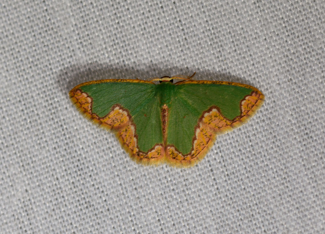 Ecuador Emerald, La Isla Escondida, Colombia Similar to these two earlier observations:<br />
<figure class="photo"><a href="https://www.jungledragon.com/image/70597/dependens_emerald_moth_la_isla_escondida_colombia.html" title="Dependens Emerald Moth, La Isla Escondida, Colombia"><img src="https://s3.amazonaws.com/media.jungledragon.com/images/2/70597_thumb.jpg?AWSAccessKeyId=05GMT0V3GWVNE7GGM1R2&Expires=1759968010&Signature=IF9ja7MAmO%2F2lfAV8MY6qgcE0hs%3D" width="200" height="134" alt="Dependens Emerald Moth, La Isla Escondida, Colombia  Colombia,Colombia 2018,Colombia South,Dependens Emerald Moth,Fall,Geotagged,La Isla Escondida,Putumayo,Racheospila dependens,South America,World" /></a></figure><br />
<figure class="photo"><a href="https://www.jungledragon.com/image/70743/blistered_emerald_la_isla_escondida_colombia.html" title="Blistered Emerald, La Isla Escondida, Colombia"><img src="https://s3.amazonaws.com/media.jungledragon.com/images/2/70743_thumb.jpg?AWSAccessKeyId=05GMT0V3GWVNE7GGM1R2&Expires=1759968010&Signature=pO0Zlv4MCnaLjWf%2FdoyAIuoCxPM%3D" width="200" height="134" alt="Blistered Emerald, La Isla Escondida, Colombia Found on the metal stairs that was holding up the mothing cloth. I&#039;m reasonably sure of the species, but not 100%. This species is listed as occurring in Ecuador (and a few surrounding countries) at 500-1500m. Since we&#039;re close to the border of Ecuador here, at 850m altitude, I think it&#039;s a likely match. Blistered Emerald,Colombia,Colombia 2018,Colombia South,Fall,Geotagged,La Isla Escondida,Oospila venezuelata,Putumayo,South America,World" /></a></figure><br />
But if you look closely, unlikely to be the same species. Colombia,Colombia 2018,Colombia South,Ecuador Emerald,Fall,Geotagged,La Isla Escondida,Putumayo,Racheospila ecuadoriata,South America,World