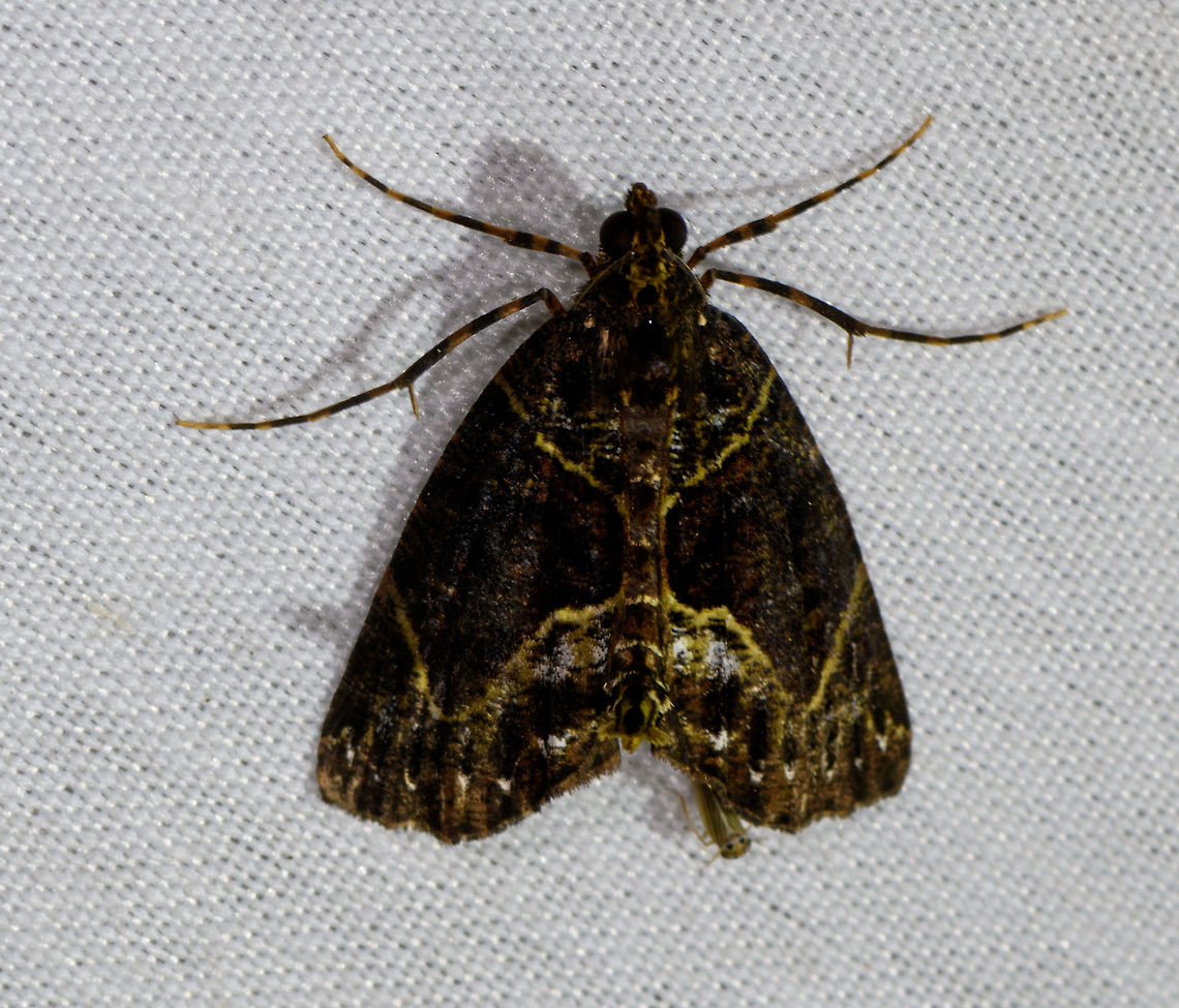 Flowing-line Hypena, La Isla Escondida, Colombia  Colombia,Colombia 2018,Colombia South,Fall,Flowing-line Hypena,Geotagged,Hypena manalis,La Isla Escondida,Putumayo,South America,World