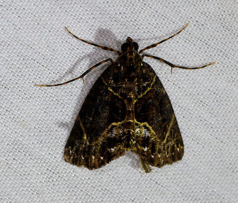 Flowing-line Hypena, La Isla Escondida, Colombia  Colombia,Colombia 2018,Colombia South,Fall,Flowing-line Hypena,Geotagged,Hypena manalis,La Isla Escondida,Putumayo,South America,World