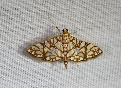 Synclera jarbusalis, La Isla Escondida, Colombia Some resemblance to this:
https://www.jungledragon.com/image/70504/moth_029_la_isla_escondida_colombia.html Colombia,Colombia 2018,Colombia South,Fall,Geotagged,La Isla Escondida,Putumayo,South America,Synclera jarbusalis,World