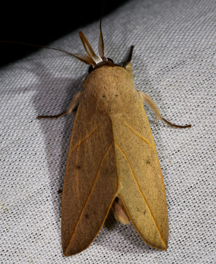 Yellow sharp fold wing moth, La Isla Escondida, Colombia  Colombia,Colombia 2018,Colombia South,Fall,Geotagged,La Isla Escondida,Putumayo,South America,World