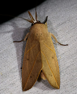 Yellow sharp fold wing moth, La Isla Escondida, Colombia  Colombia,Colombia 2018,Colombia South,Fall,Geotagged,La Isla Escondida,Putumayo,South America,World