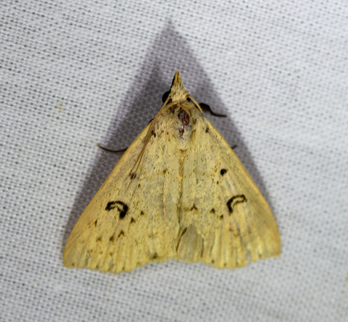 Deadwood Borer Moth, La Isla Escondida, Colombia  Colombia,Colombia 2018,Colombia South,Deadwood Borer Moth,Fall,Geotagged,La Isla Escondida,Putumayo,Scolecocampa liburna,South America,World