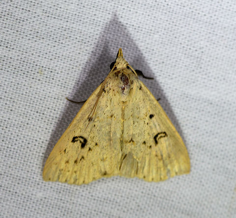 Deadwood Borer Moth, La Isla Escondida, Colombia  Colombia,Colombia 2018,Colombia South,Deadwood Borer Moth,Fall,Geotagged,La Isla Escondida,Putumayo,Scolecocampa liburna,South America,World