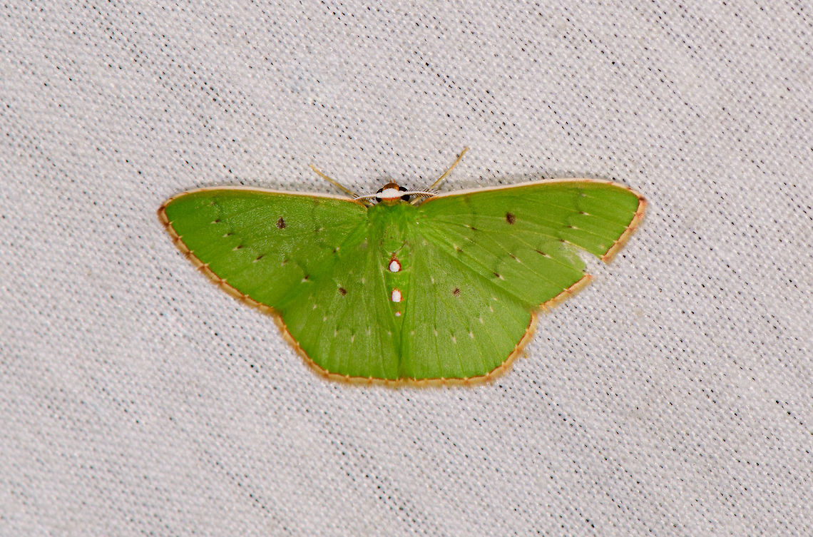 Red-bordered emerald, La Isla Escondida, Colombia  Colombia,Colombia 2018,Colombia South,La Isla Escondida,Nemoria lixaria,Putumayo,Red-bordered emerald,South America,World