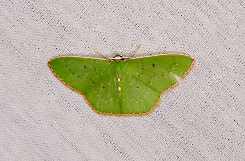 Red-bordered emerald, La Isla Escondida, Colombia  Colombia,Colombia 2018,Colombia South,La Isla Escondida,Nemoria lixaria,Putumayo,Red-bordered emerald,South America,World