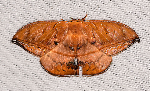 Oxytenis plettina, La Isla Escondida, Colombia  Colombia,Colombia 2018,Colombia South,Fall,Geotagged,La Isla Escondida,Oxytenis plettina,Putumayo,South America,World