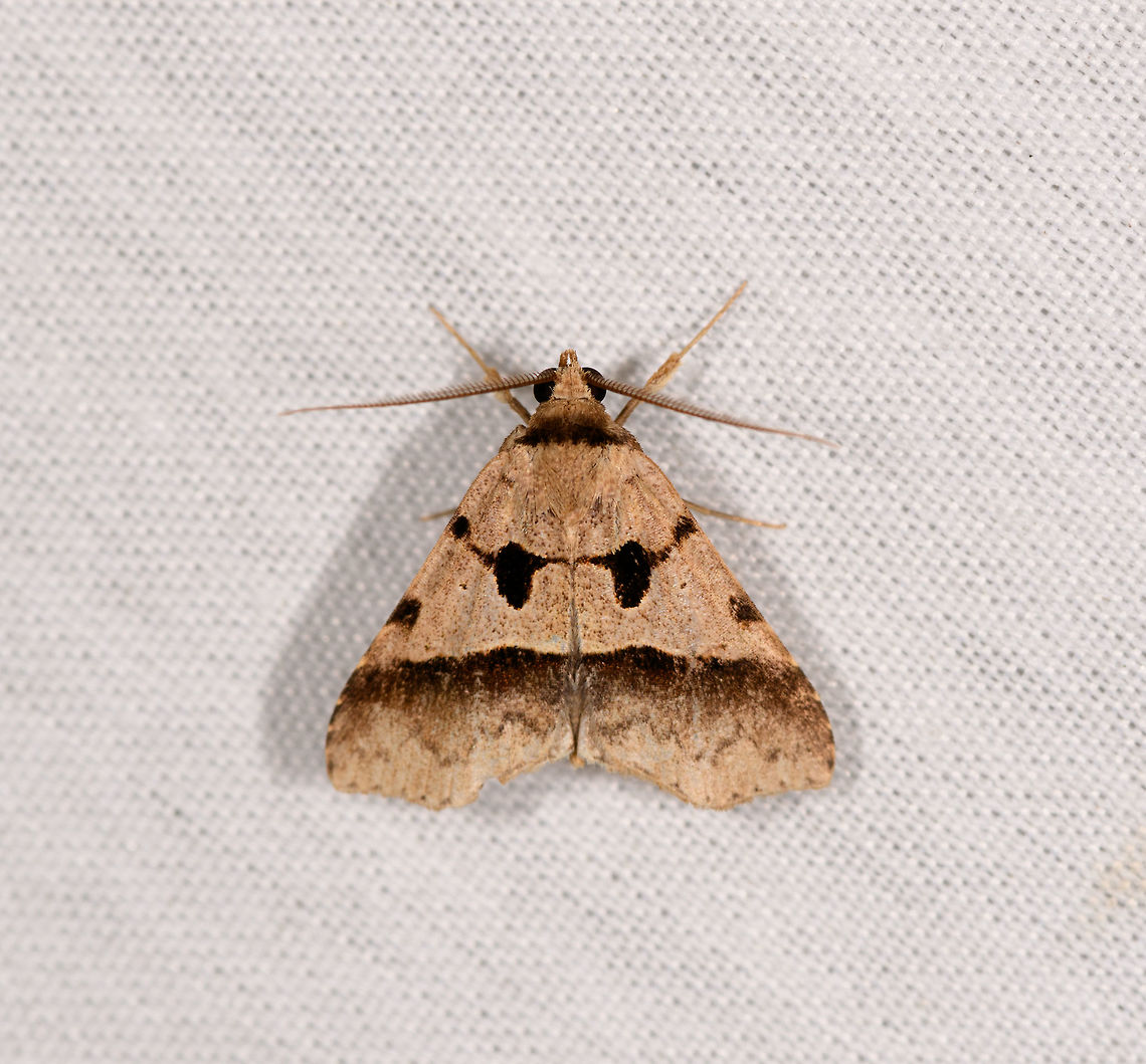 Baniana sp., La Isla Escondida, Colombia  Colombia,Colombia 2018,Colombia South,Fall,Geotagged,La Isla Escondida,Putumayo,South America,World
