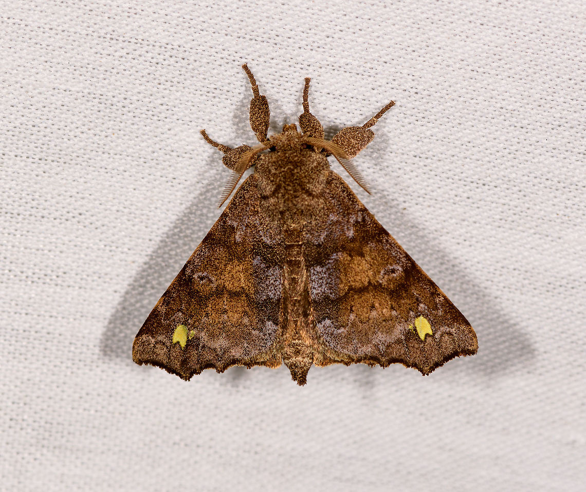 Olceclostera brama, La Isla Escondida, Colombia  Colombia,Colombia 2018,Colombia South,Fall,Geotagged,La Isla Escondida,Olceclostera brama,Putumayo,South America,World