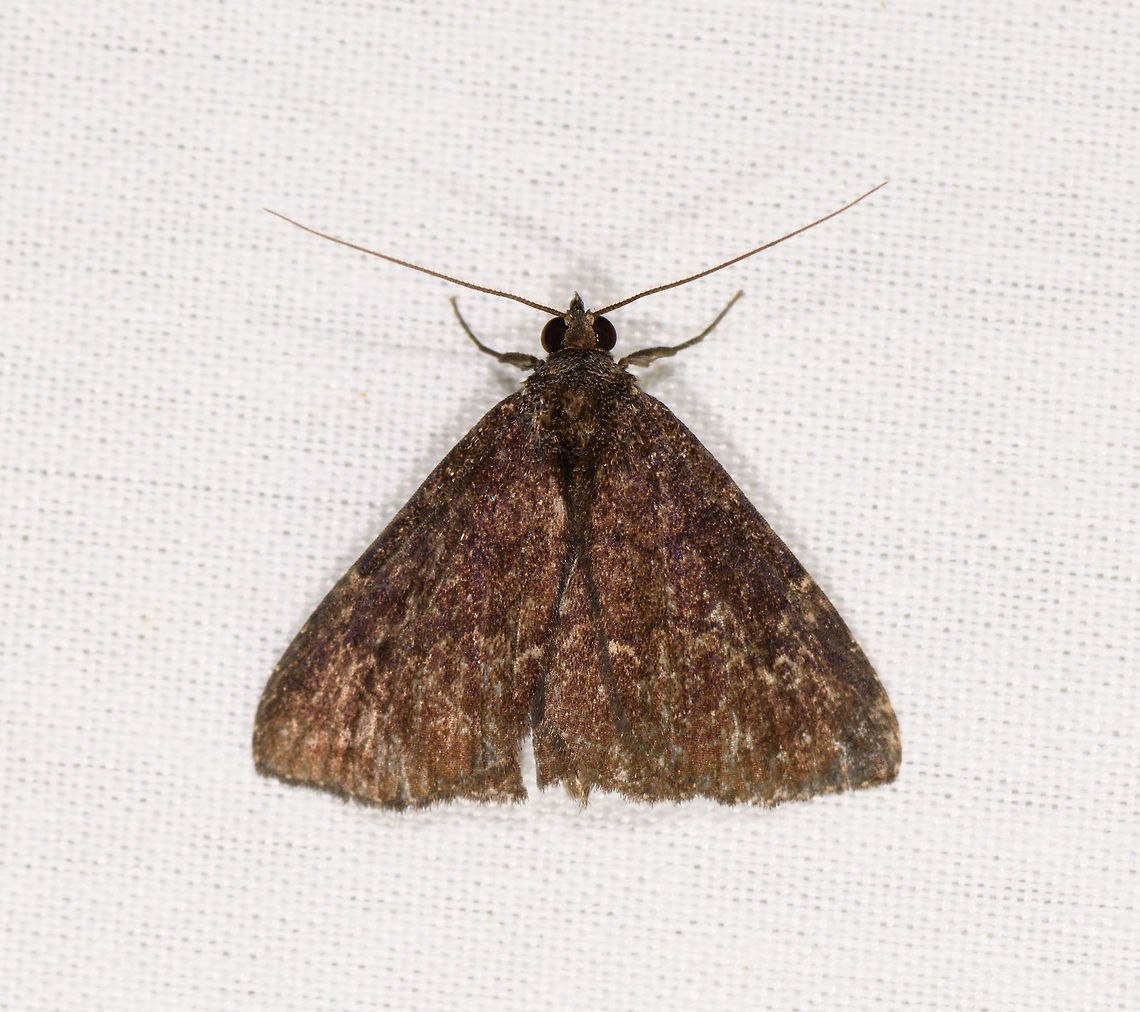 Brown triangle moth, La Isla Escondida, Colombia  Colombia,Colombia 2018,Colombia South,Fall,Geotagged,La Isla Escondida,Putumayo,South America,World