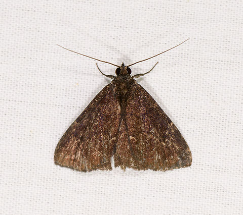 Brown triangle moth, La Isla Escondida, Colombia  Colombia,Colombia 2018,Colombia South,Fall,Geotagged,La Isla Escondida,Putumayo,South America,World
