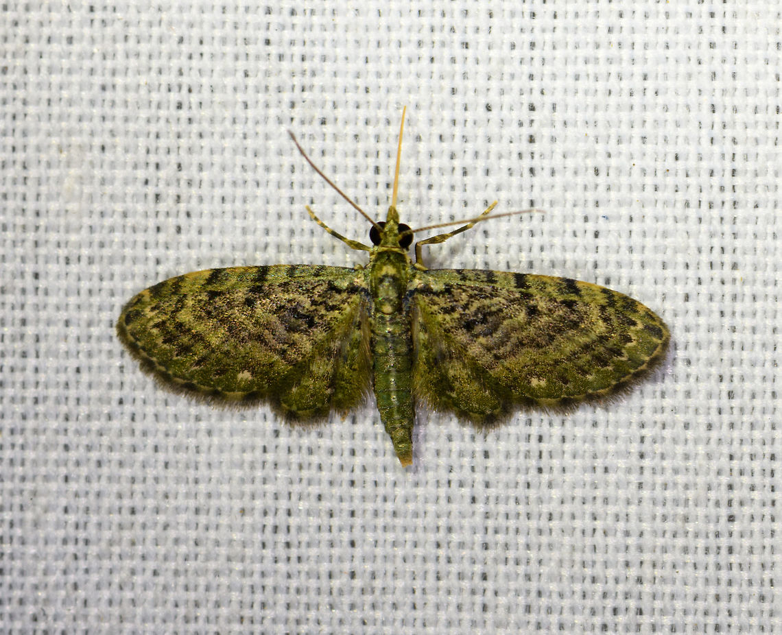 Green pug, La Isla Escondida, Colombia  Colombia,Colombia 2018,Colombia South,Green pug,La Isla Escondida,Pasiphila rectangulata,Putumayo,South America,World