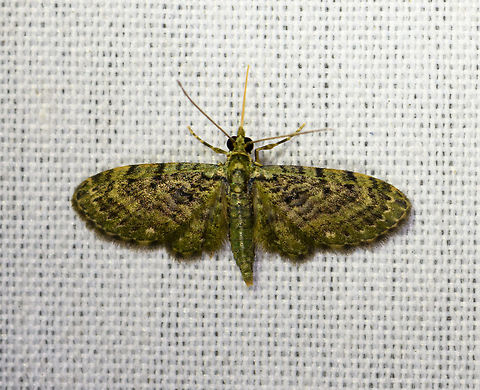 Green pug, La Isla Escondida, Colombia  Colombia,Colombia 2018,Colombia South,Green pug,La Isla Escondida,Pasiphila rectangulata,Putumayo,South America,World