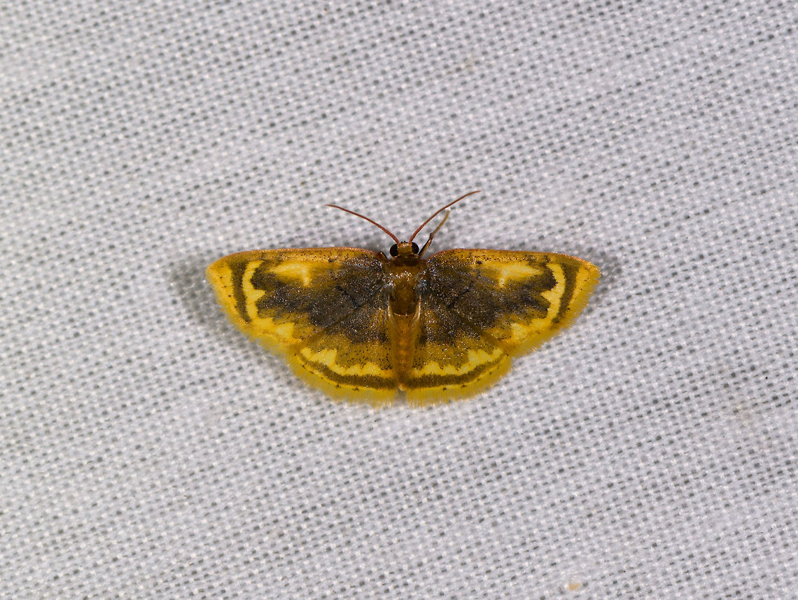 Tricentra lalannei, La Isla Escondida, Colombia  Colombia,Colombia 2018,Colombia South,Fall,Geotagged,La Isla Escondida,Putumayo,South America,Tricentra lalannei,World