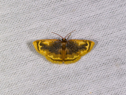 Tricentra lalannei, La Isla Escondida, Colombia  Colombia,Colombia 2018,Colombia South,Fall,Geotagged,La Isla Escondida,Putumayo,South America,Tricentra lalannei,World