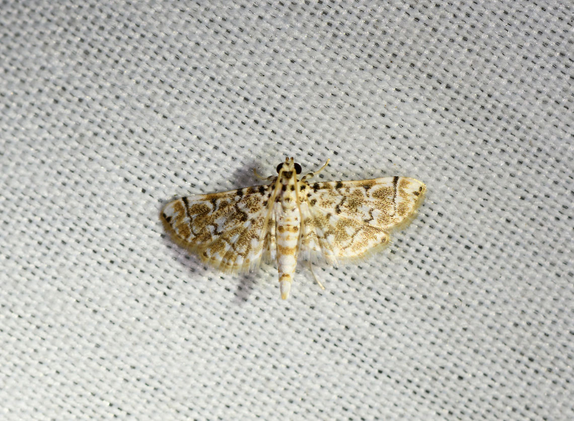 Metoeca, La Isla Escondida, Colombia  Colombia,Colombia 2018,Colombia South,Fall,Geotagged,La Isla Escondida,Metoeca,Metoeca foedalis,Putumayo,South America,World