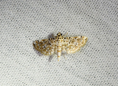 Metoeca, La Isla Escondida, Colombia  Colombia,Colombia 2018,Colombia South,Fall,Geotagged,La Isla Escondida,Metoeca,Metoeca foedalis,Putumayo,South America,World