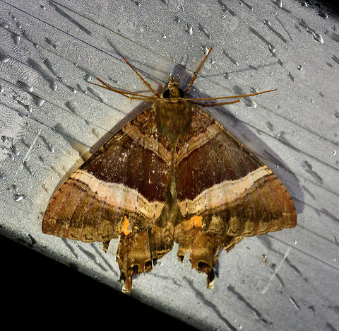 Coronidia leachii, La Isla Escondida, Colombia  Colombia,Colombia 2018,Colombia South,Coronidia leachii,Fall,Geotagged,La Isla Escondida,Putumayo,South America,World