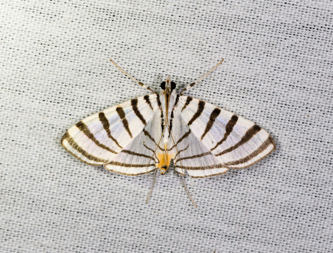 Conchylodes grammaphora, La Isla Escondida, Colombia  Colombia,Colombia 2018,Colombia South,Conchylodes grammaphora,Fall,Geotagged,La Isla Escondida,Putumayo,South America,World