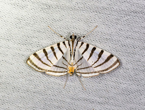 Conchylodes grammaphora, La Isla Escondida, Colombia  Colombia,Colombia 2018,Colombia South,Conchylodes grammaphora,Fall,Geotagged,La Isla Escondida,Putumayo,South America,World
