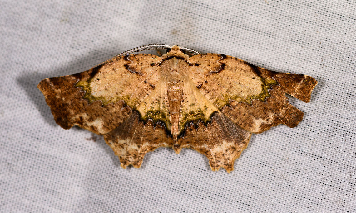 Tmetomorpha bitias, La Isla Escondida, Colombia  Colombia,Colombia 2018,Colombia South,Fall,Geotagged,La Isla Escondida,Putumayo,South America,Tmetomorpha bitias,World