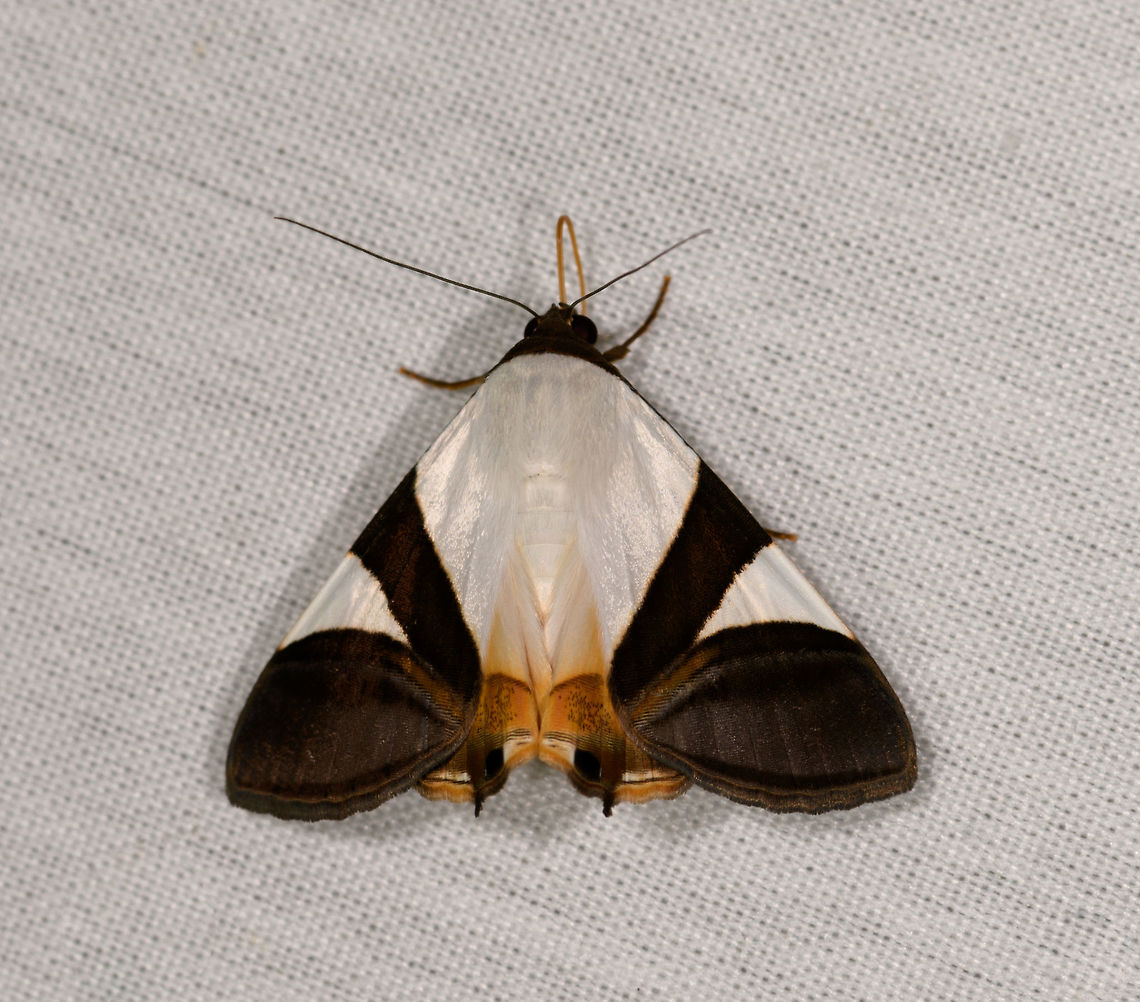 Eulepidotis dominicata, La Isla Escondida, Colombia  Colombia,Colombia 2018,Colombia South,Eulepidotis dominicata,Fall,Geotagged,La Isla Escondida,Putumayo,South America,World