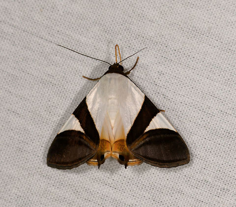 Eulepidotis dominicata, La Isla Escondida, Colombia  Colombia,Colombia 2018,Colombia South,Eulepidotis dominicata,Fall,Geotagged,La Isla Escondida,Putumayo,South America,World