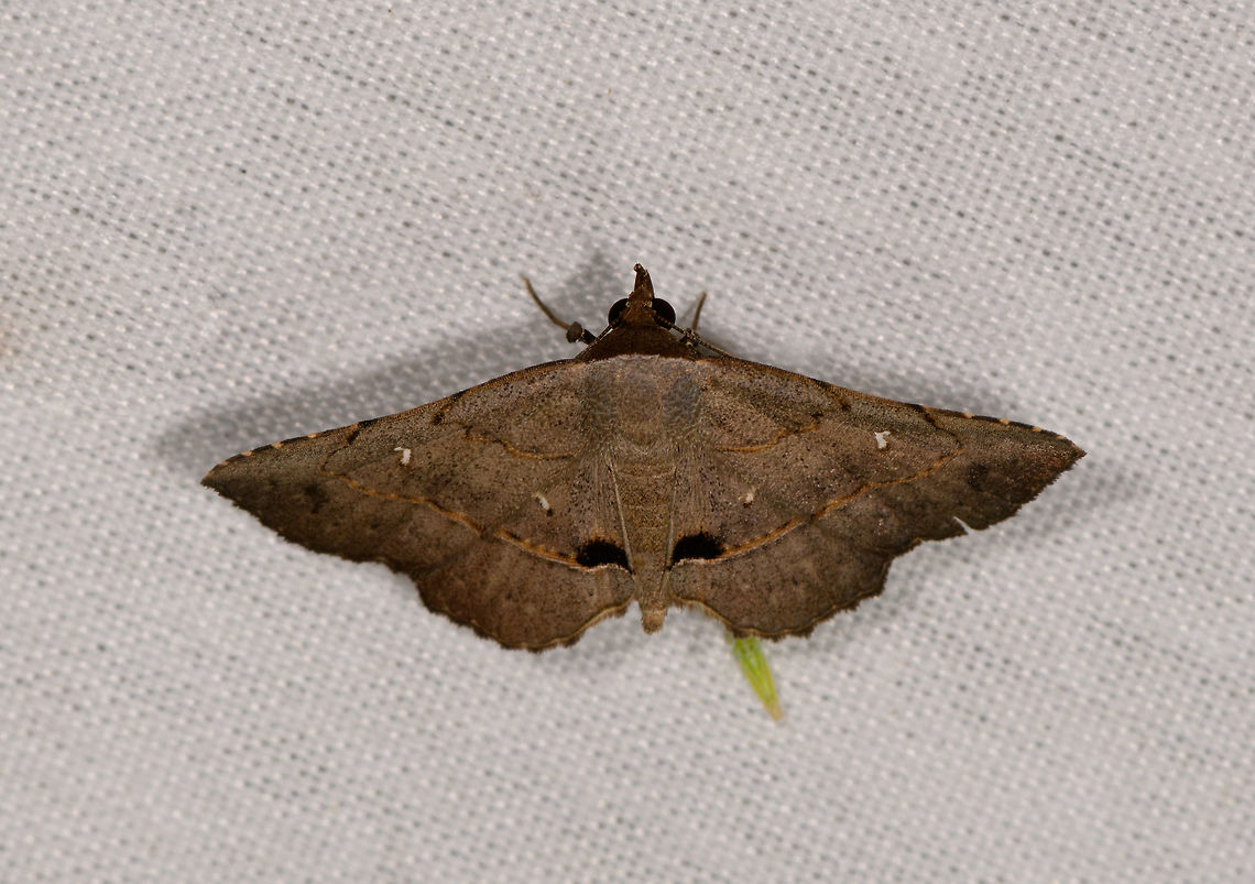 Sharp winged dull brown moth, La Isla Escondida, Colombia  Colombia,Colombia 2018,Colombia South,Fall,Geotagged,La Isla Escondida,Putumayo,South America,World
