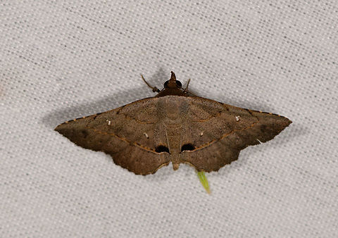 Sharp winged dull brown moth, La Isla Escondida, Colombia  Colombia,Colombia 2018,Colombia South,Fall,Geotagged,La Isla Escondida,Putumayo,South America,World