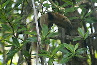 Northern tamandua, Costa Rica I know, this one is terribly out of focus, but it is the only one I have of an Ant Eater. We spotted this wild one from a river boat. It is very unusual to spot one during the day, especially in the trees. Anteater,Costa Rica,Mammals,Northern tamandua,Tamandua mexicana