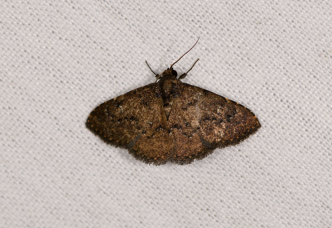 Small brown moth with dark lines, La Isla Escondida, Colombia  Colombia,Colombia 2018,Colombia South,Fall,Geotagged,La Isla Escondida,Putumayo,South America,World
