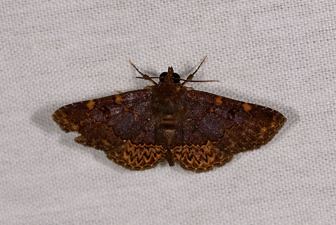Dark purple moth with orange marks, La Isla Escondida, Colombia  Colombia,Colombia 2018,Colombia South,Fall,Geotagged,La Isla Escondida,Putumayo,South America,World