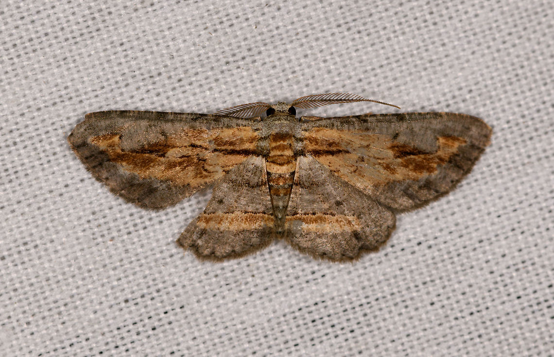 Grey brown moth, La Isla Escondida, Colombia  Colombia,Colombia 2018,Colombia South,Fall,Geotagged,La Isla Escondida,Putumayo,South America,World