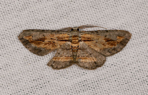 Grey brown moth, La Isla Escondida, Colombia  Colombia,Colombia 2018,Colombia South,Fall,Geotagged,La Isla Escondida,Putumayo,South America,World