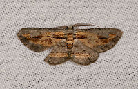 Grey brown moth, La Isla Escondida, Colombia  Colombia,Colombia 2018,Colombia South,Fall,Geotagged,La Isla Escondida,Putumayo,South America,World
