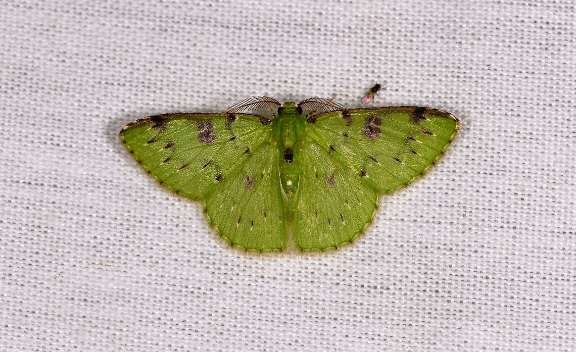 Lissochlora manostigma, La Isla Escondida, Colombia  Colombia,Colombia 2018,Colombia South,Fall,Geotagged,La Isla Escondida,Lissochlora manostigma,Putumayo,South America,World