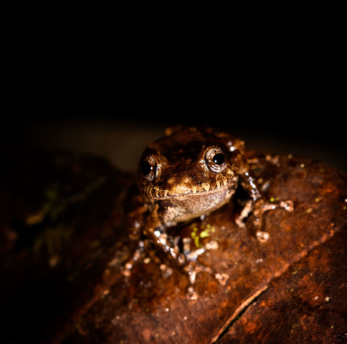 Rainfrog - front view, La Isla Escondida, Colombia Small rainfrog found during our last night in La Isla Escondida. <br />
<figure class="photo"><a href="https://www.jungledragon.com/image/73622/rainfrog_la_isla_escondida_colombia.html" title="Rainfrog, La Isla Escondida, Colombia"><img src="https://s3.amazonaws.com/media.jungledragon.com/images/2/73622_thumb.jpg?AWSAccessKeyId=05GMT0V3GWVNE7GGM1R2&Expires=1769040010&Signature=emz0MDhObOYPzjTP3l5sSRLcO8Q%3D" width="200" height="146" alt="Rainfrog, La Isla Escondida, Colombia Small rainfrog found during our last night in La Isla Escondida. <br />
https://www.jungledragon.com/image/73621/rainfrog_-_top_view_la_isla_escondida_colombia.html<br />
https://www.jungledragon.com/image/73620/rainfrog_-_front_view_la_isla_escondida_colombia.html Colombia,Colombia 2018,Colombia South,Fall,Geotagged,La Isla Escondida,Putumayo,South America,World" /></a></figure><br />
<figure class="photo"><a href="https://www.jungledragon.com/image/73621/rainfrog_-_top_view_la_isla_escondida_colombia.html" title="Rainfrog - top view, La Isla Escondida, Colombia"><img src="https://s3.amazonaws.com/media.jungledragon.com/images/2/73621_thumb.jpg?AWSAccessKeyId=05GMT0V3GWVNE7GGM1R2&Expires=1769040010&Signature=djuxmgqbzDSOdjRdqrYaw0QRnpU%3D" width="200" height="134" alt="Rainfrog - top view, La Isla Escondida, Colombia Small rainfrog found during our last night in La Isla Escondida. <br />
https://www.jungledragon.com/image/73622/rainfrog_la_isla_escondida_colombia.html<br />
https://www.jungledragon.com/image/73620/rainfrog_-_front_view_la_isla_escondida_colombia.html Colombia,Colombia 2018,Colombia South,Fall,Geotagged,La Isla Escondida,Putumayo,South America,World" /></a></figure> Colombia,Colombia 2018,Colombia South,Fall,Geotagged,La Isla Escondida,Putumayo,South America,World