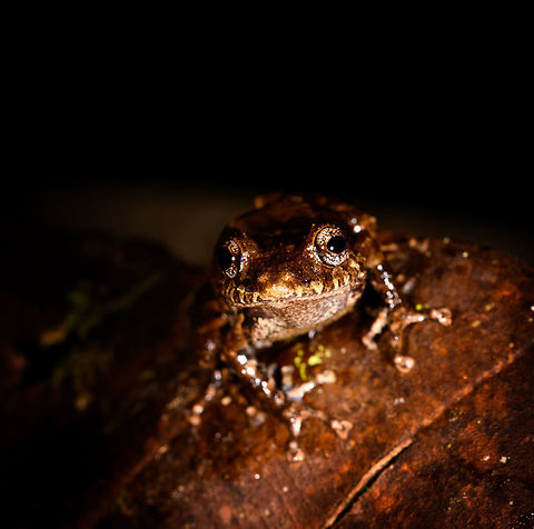 Rainfrog - front view, La Isla Escondida, Colombia Small rainfrog found during our last night in La Isla Escondida. 
https://www.jungledragon.com/image/73622/rainfrog_la_isla_escondida_colombia.html
https://www.jungledragon.com/image/73621/rainfrog_-_top_view_la_isla_escondida_colombia.html Colombia,Colombia 2018,Colombia South,Fall,Geotagged,La Isla Escondida,Putumayo,South America,World