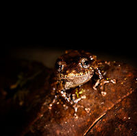 Rainfrog - front view, La Isla Escondida, Colombia Small rainfrog found during our last night in La Isla Escondida. <br />
https://www.jungledragon.com/image/73622/rainfrog_la_isla_escondida_colombia.html<br />
https://www.jungledragon.com/image/73621/rainfrog_-_top_view_la_isla_escondida_colombia.html Colombia,Colombia 2018,Colombia South,Fall,Geotagged,La Isla Escondida,Putumayo,South America,World