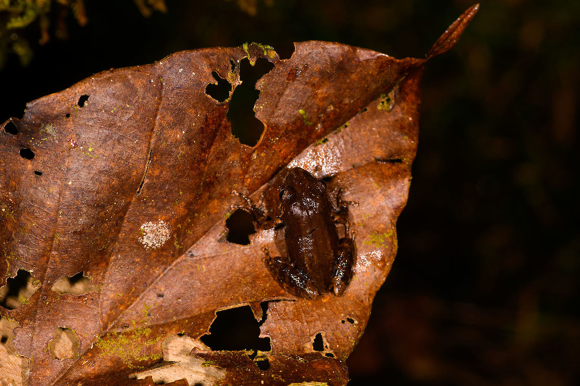 Rainfrog - top view, La Isla Escondida, Colombia Small rainfrog found during our last night in La Isla Escondida. <br />
<figure class="photo"><a href="https://www.jungledragon.com/image/73622/rainfrog_la_isla_escondida_colombia.html" title="Rainfrog, La Isla Escondida, Colombia"><img src="https://s3.amazonaws.com/media.jungledragon.com/images/2/73622_thumb.jpg?AWSAccessKeyId=05GMT0V3GWVNE7GGM1R2&Expires=1769040010&Signature=emz0MDhObOYPzjTP3l5sSRLcO8Q%3D" width="200" height="146" alt="Rainfrog, La Isla Escondida, Colombia Small rainfrog found during our last night in La Isla Escondida. <br />
https://www.jungledragon.com/image/73621/rainfrog_-_top_view_la_isla_escondida_colombia.html<br />
https://www.jungledragon.com/image/73620/rainfrog_-_front_view_la_isla_escondida_colombia.html Colombia,Colombia 2018,Colombia South,Fall,Geotagged,La Isla Escondida,Putumayo,South America,World" /></a></figure><br />
<figure class="photo"><a href="https://www.jungledragon.com/image/73620/rainfrog_-_front_view_la_isla_escondida_colombia.html" title="Rainfrog - front view, La Isla Escondida, Colombia"><img src="https://s3.amazonaws.com/media.jungledragon.com/images/2/73620_thumb.jpg?AWSAccessKeyId=05GMT0V3GWVNE7GGM1R2&Expires=1769040010&Signature=SiHr9Zr1ehT0VuRrfKY2iYjJE6s%3D" width="200" height="200" alt="Rainfrog - front view, La Isla Escondida, Colombia Small rainfrog found during our last night in La Isla Escondida. <br />
https://www.jungledragon.com/image/73622/rainfrog_la_isla_escondida_colombia.html<br />
https://www.jungledragon.com/image/73621/rainfrog_-_top_view_la_isla_escondida_colombia.html Colombia,Colombia 2018,Colombia South,Fall,Geotagged,La Isla Escondida,Putumayo,South America,World" /></a></figure> Colombia,Colombia 2018,Colombia South,Fall,Geotagged,La Isla Escondida,Putumayo,South America,World